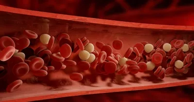 Bu besinler damarları temizliyor!