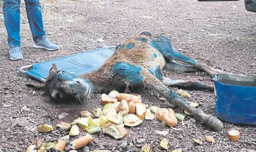 Yaralı eşeği ölüme terk ettiler