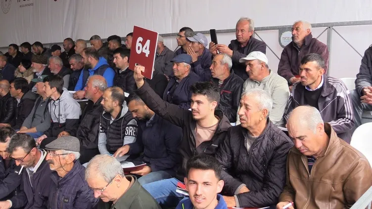 Merinos ırkı koç satıldı: Fiyatını duyan kulaklarına inanamadı!