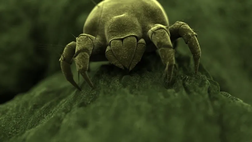 Bu canlılar yüzümüzde yaşıyor! Gözle görülmeyen böceklerin ortaya çıkmasının asıl sebebi...