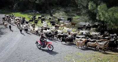 Bodrum’un ’teknolojik çobanı’ sürüsünü ’drone’ ile takip ediyor