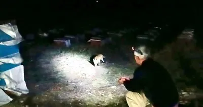 Emekli polis, Ağrı'da tilkilerle inanılmaz bir dostluk yaşıyor #agri