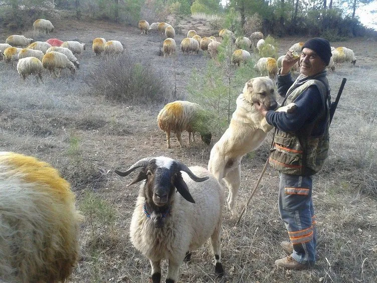 Çobanların güvencesi Kangal köpekleri