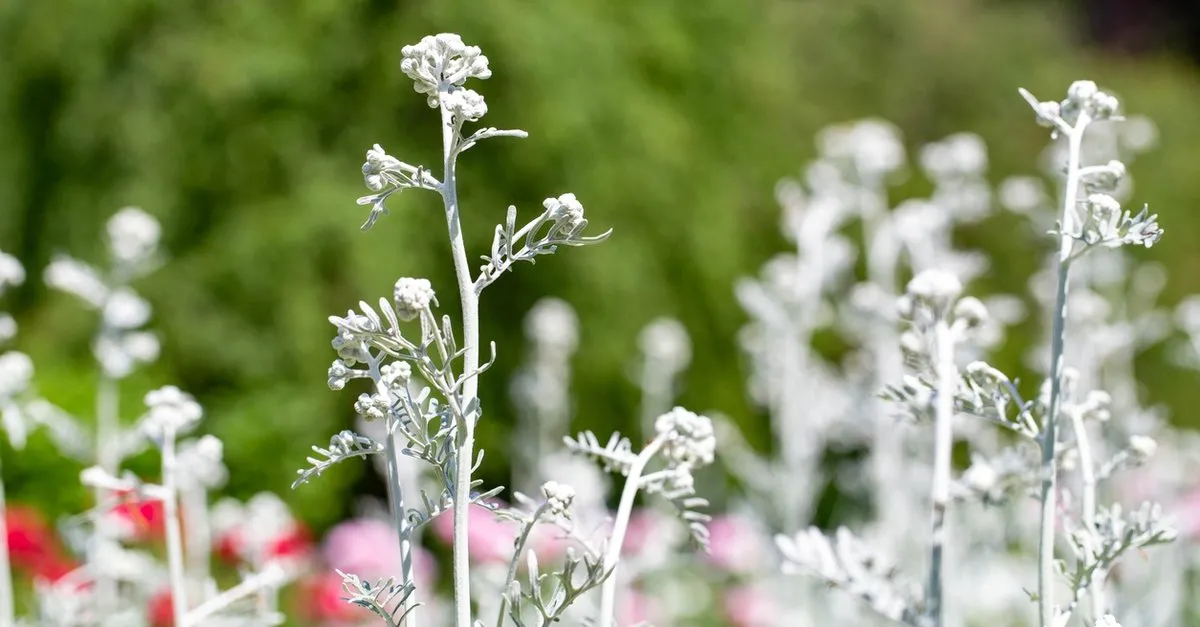 pelin otu nedir neye iyi gelir