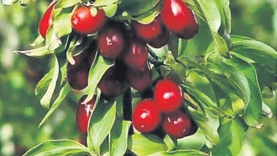 sonbaharin-kirmizi-habercisi-1788018195832.jpeg