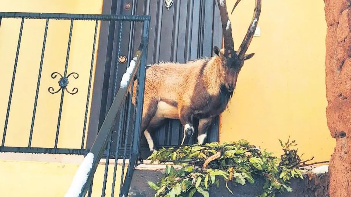 Karda aç kalan keçi köye sığında