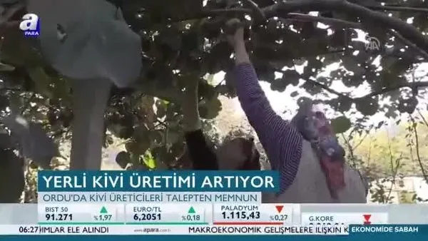 Yerli kivi üretimi artıyor!