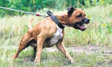 Pitbull işkencesi az daha öldürüyordu