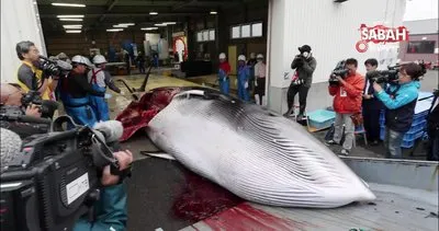 Japonya 31 yıl aradan sonra tekrardan balina avcılığına başladı