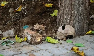 Aydın'da korkunç manzara: Kafatası ve kemik parçaları bulundu #aydin