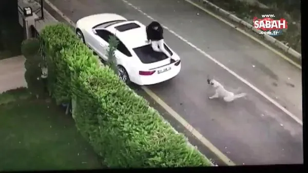 Sokak köpeği saldırınca arabanın üzerine böyle çıktı