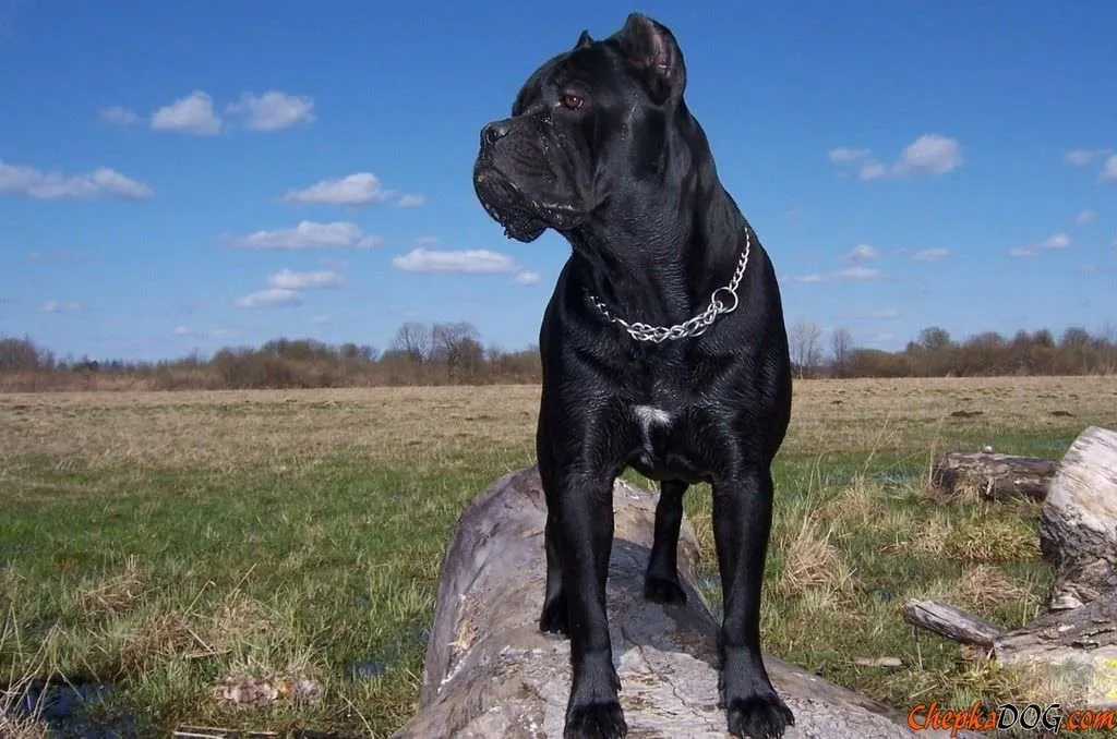Dünyanın en güçlü 15 köpeği Son Dakika Haberler