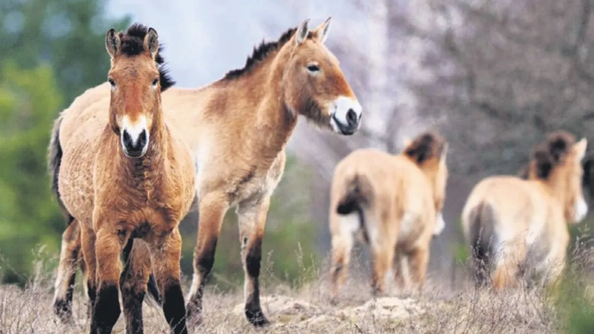 Çernobil’in atları