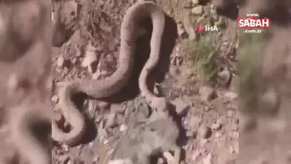 Hakkari'de çıngıraklı engerek yılanının ölümcül tavşan avı kamerada!