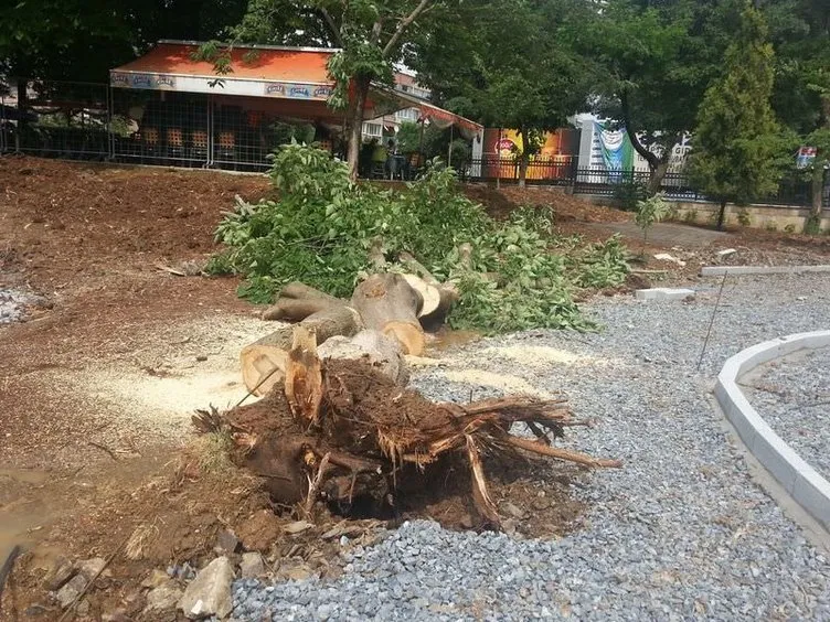 Bakırköy’de ağaçlar kesildi