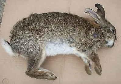 ABD'li adamın kan donduran itirafı! Tam 183 tane cesedi… - Son Dakika Haberler