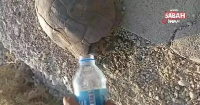 Susuzluktan bitkin düşen kaplumbağaya eliyle su içirdi | Video