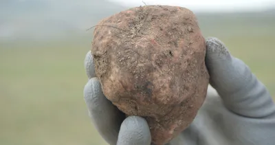 Kilosu 300 liradan satılıyor! Geçim kaynağı haline geldi