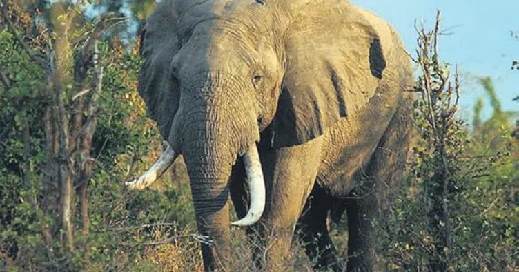 Fil katili işbaşında