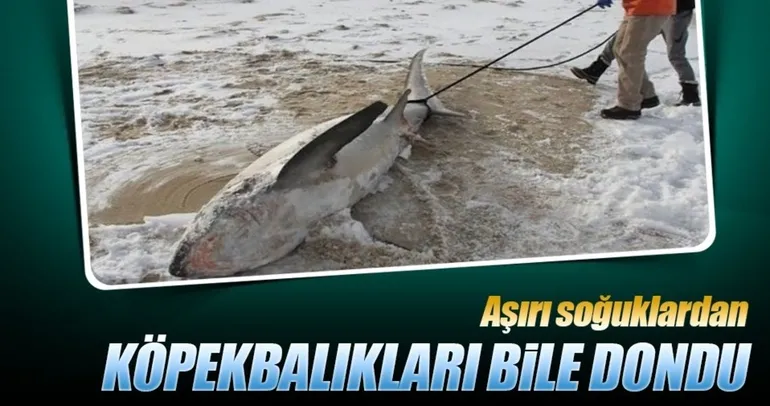 Amerika felaketi yaşıyor