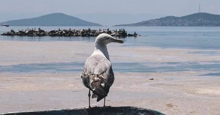 Marmara’yı umursamazlık zehirliyor