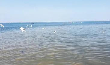 Körfez mikrop saçtı