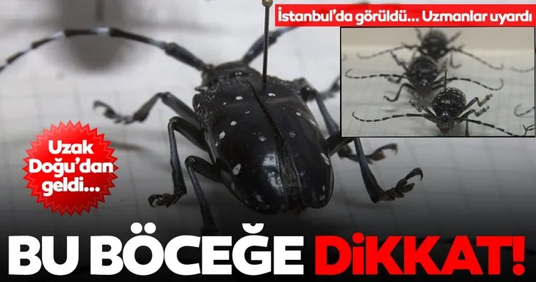 Son dakika: İstanbul’da böcek istilası! Uzmanlar uyardı...