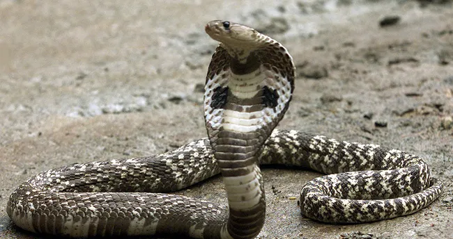 Rüyada yılan görmek ne anlama gelir? - En Son Haber
