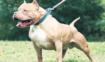 Pitbull silah sayıldı