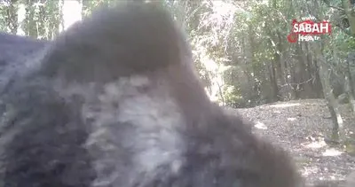 Çanakkale’de boz ayı görüntülendi | Video