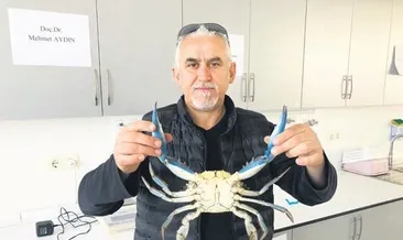 Mavi yengeç Karadeniz’de