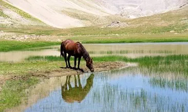 Tunceli’de göçerlerin doğaya saldığı atlar yaylalara renk katıyor