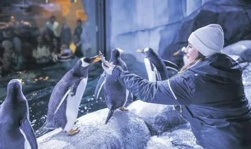 Istanbul Un Sevimli Konuklari Son Dakika Haberler