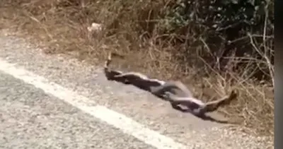 Muğla’da yer altından çıkan yılanların korkutan çılgın dansı kamerada | Video