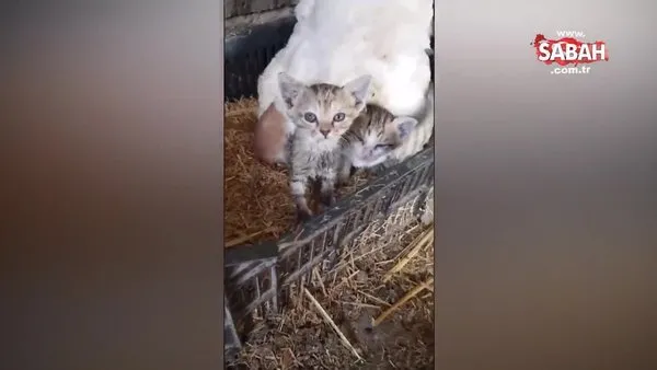 Yavru kedilere annelik yapan tavuk, yürekleri ısıttı | Video