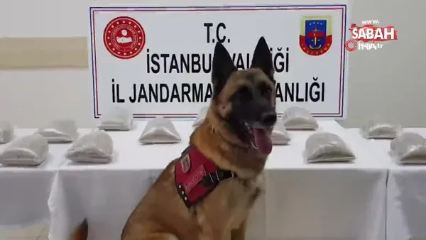 Jandarma köpeği Atak'tan zehir tacirlerine darbe