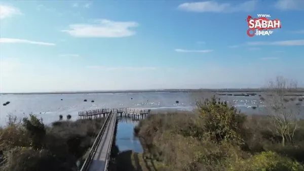Kızılırmak Deltası'nda kuğularla görsel şölen | Video