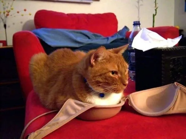 KEDİLERİN HER YERE SIĞABİLECEĞİNİ KANITLAYAN KARELER...