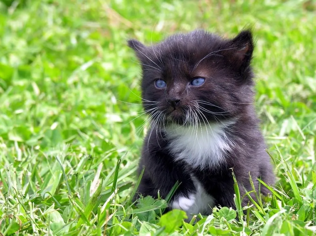 En iyi en güzel kedi fotoğrafları Son Dakika Haberler