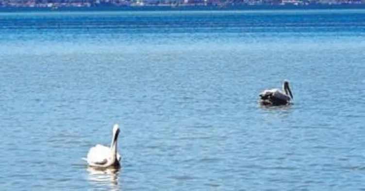 Pelikanlar İzmir Körfezi’ni sevdi
