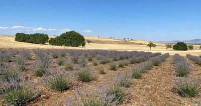 Sinanpaşalı kadın girişimciden lavanta bahçesi #afyonkarahisar