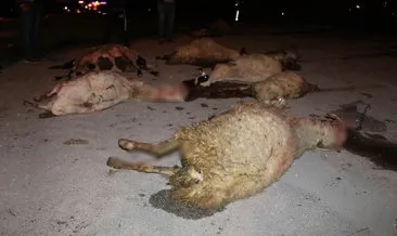 25 koyun telef oldu, bir otomobildeki 4 kişi yaralandı