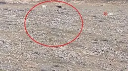 Elazığ’da şaşkına çeviren olay kamerada: Kurt sürüsüne katılan iki çoban köpeği kamerada!