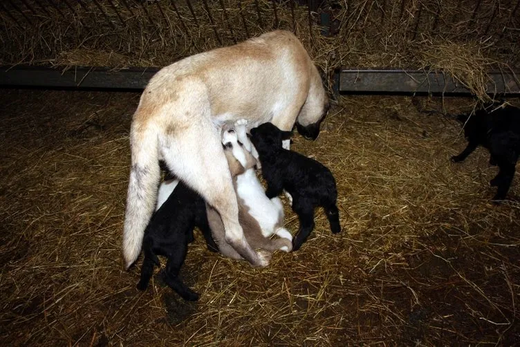 Kangal köpeği ’Kezban’, kuzulara da annelik yapıyor