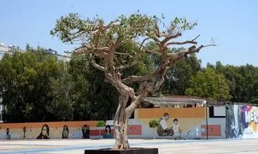 CHP’li başkan kauçuk ağaçlarını katleden ismi bakın nereye atadı