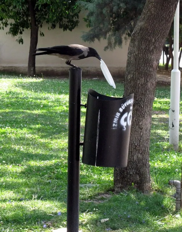 Hayvanlar insan gibi davranırsa