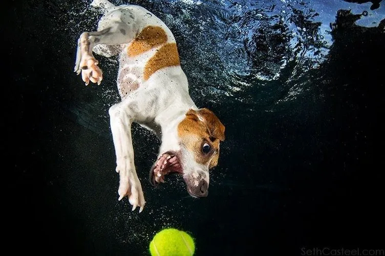 Su altındaki köpekler