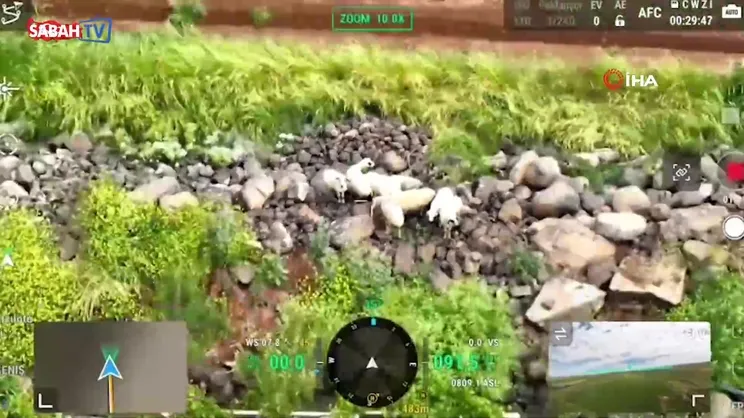 Kaçan kurbanlıklar dronla bulundu