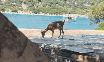 Tatil beldesinde safari sürprizi #antalya
