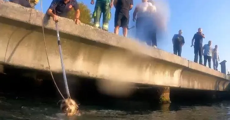 Sahil güvenlik ekipleri iskele altında mahsur kalan köpeği kurtardı